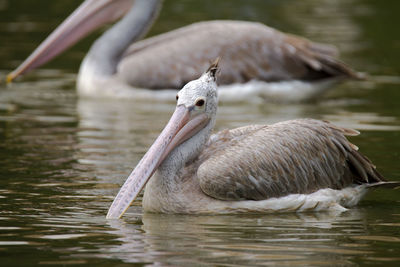 Duck swimming in lake