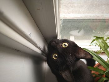 Close-up portrait of black cat