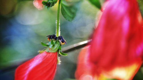 Close-up of insect on flower