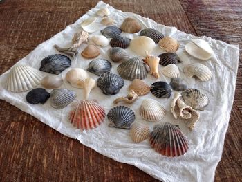 Close-up of seashells on tissue paper