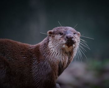 Close-up of seal
