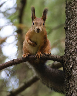 Portrait of squirrel