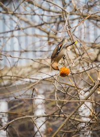 Close-up of bird perching on branch