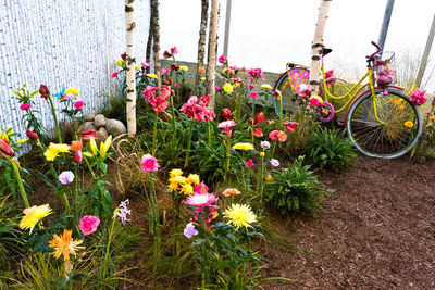 Close-up of pink flowers blooming outdoors