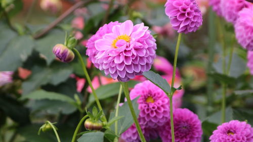 Close-up of pink flowering plant