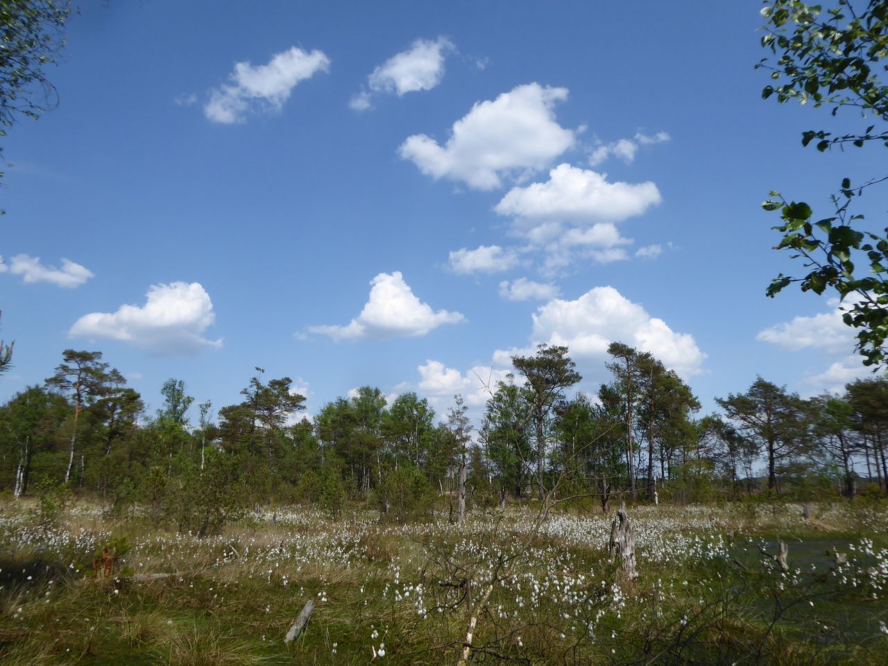 TREES AND PLANTS ON LAND AGAINST SKY