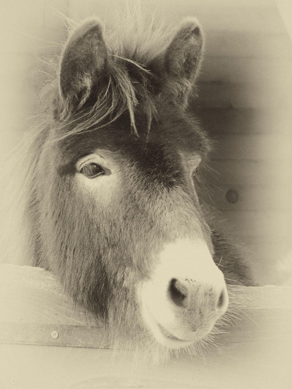 CLOSE-UP PORTRAIT OF A YOUNG A HORSE