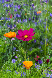 Close-up of cosmos flowers blooming on field