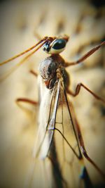 Close-up of insect