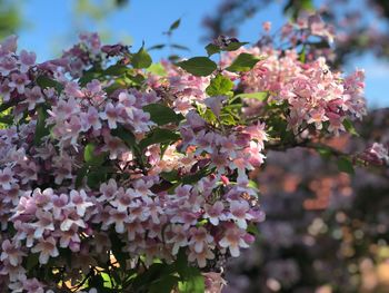 Close-up of pink cherry blossoms