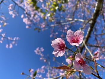 Close-up of pink cherry blossoms in spring