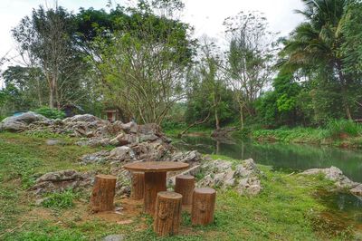 View of trees in forest