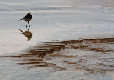 High angle view of bird perching at beach