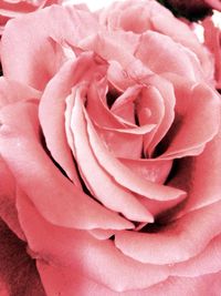 Close-up of pink rose