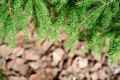 Close-up of pine tree