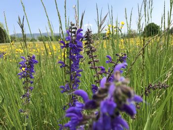 Close-up of purple flowering plants on field against blue sky