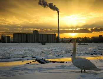 Birds on frozen lake against sky during sunset