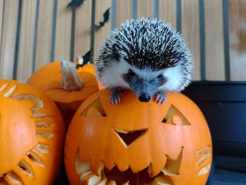 Close-up portrait of a pumpkin