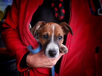 Portrait of puppy on red blanket