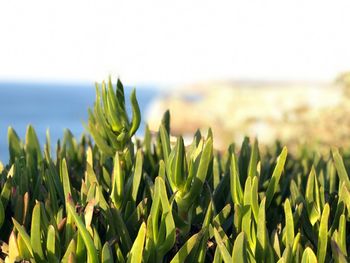 Close-up of crops growing on field against sky