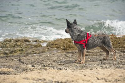 Dog on beach