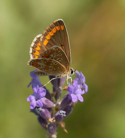 Close-up of butterfly pollinating on purple flower