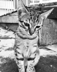 Close-up portrait of cat