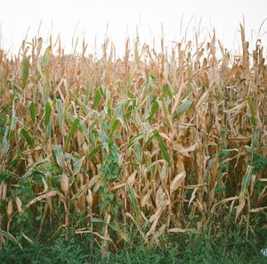 Plants growing on field