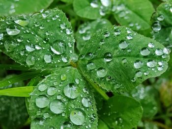 Close-up of wet plant leaves during rainy season