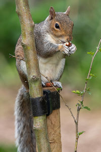 Portrait of an eastern grey squirrel sitting on a wooden post while eating a nut