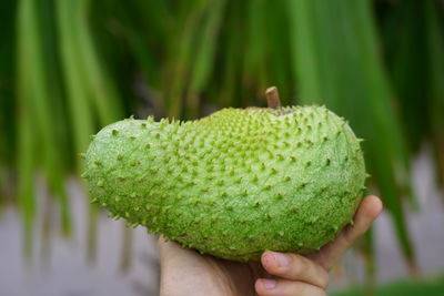 Close-up of hand holding leaf