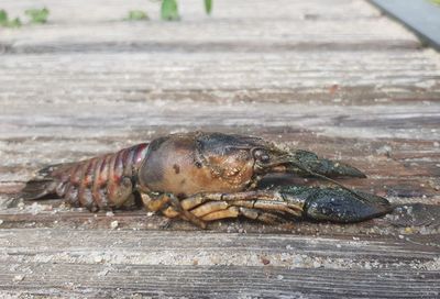 Close-up of crab on wood