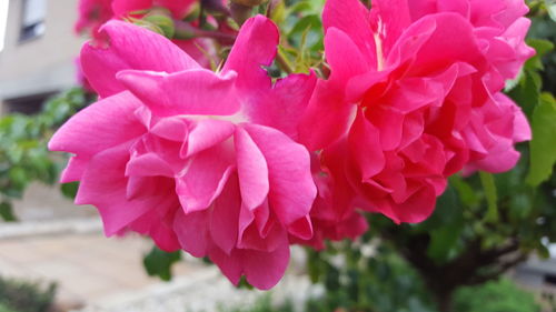 Close-up of pink flowers blooming outdoors