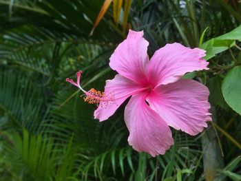 Close-up of hibiscus blooming outdoors