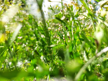 Close-up of fresh green leaves