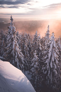 Snow covered plants against sky during sunset