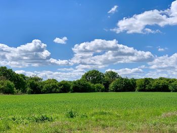 Scenic view of field against sky