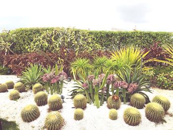 Plants growing on field against sky