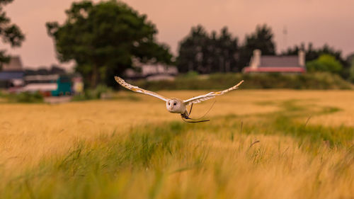 Bird flying over a field