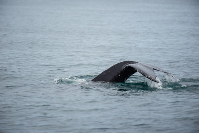 Whale swimming in sea