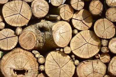 Full frame shot of logs in forest