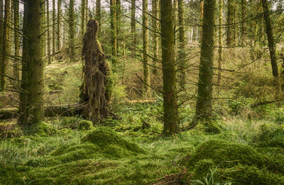 Trees in forest