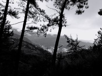 Silhouette trees in forest against sky