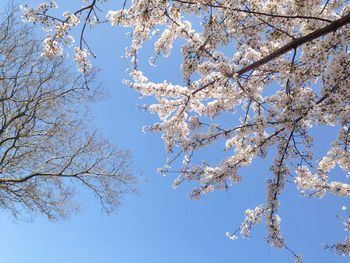 Low angle view of apple blossoms in spring against clear sky