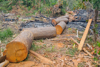 Wooden logs in forest