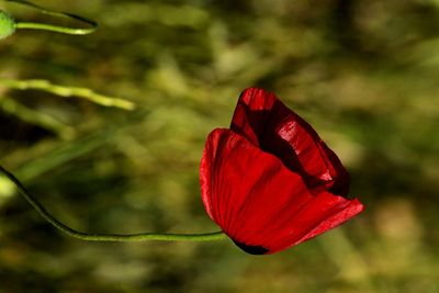 Close-up of red flower against blurred background