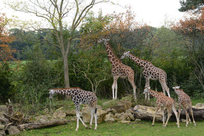 Giraffes against trees