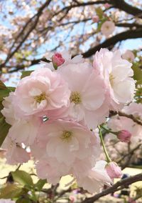 Close-up of pink cherry blossoms in spring