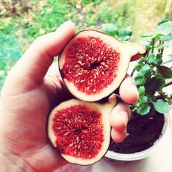 Close-up of hand holding strawberries