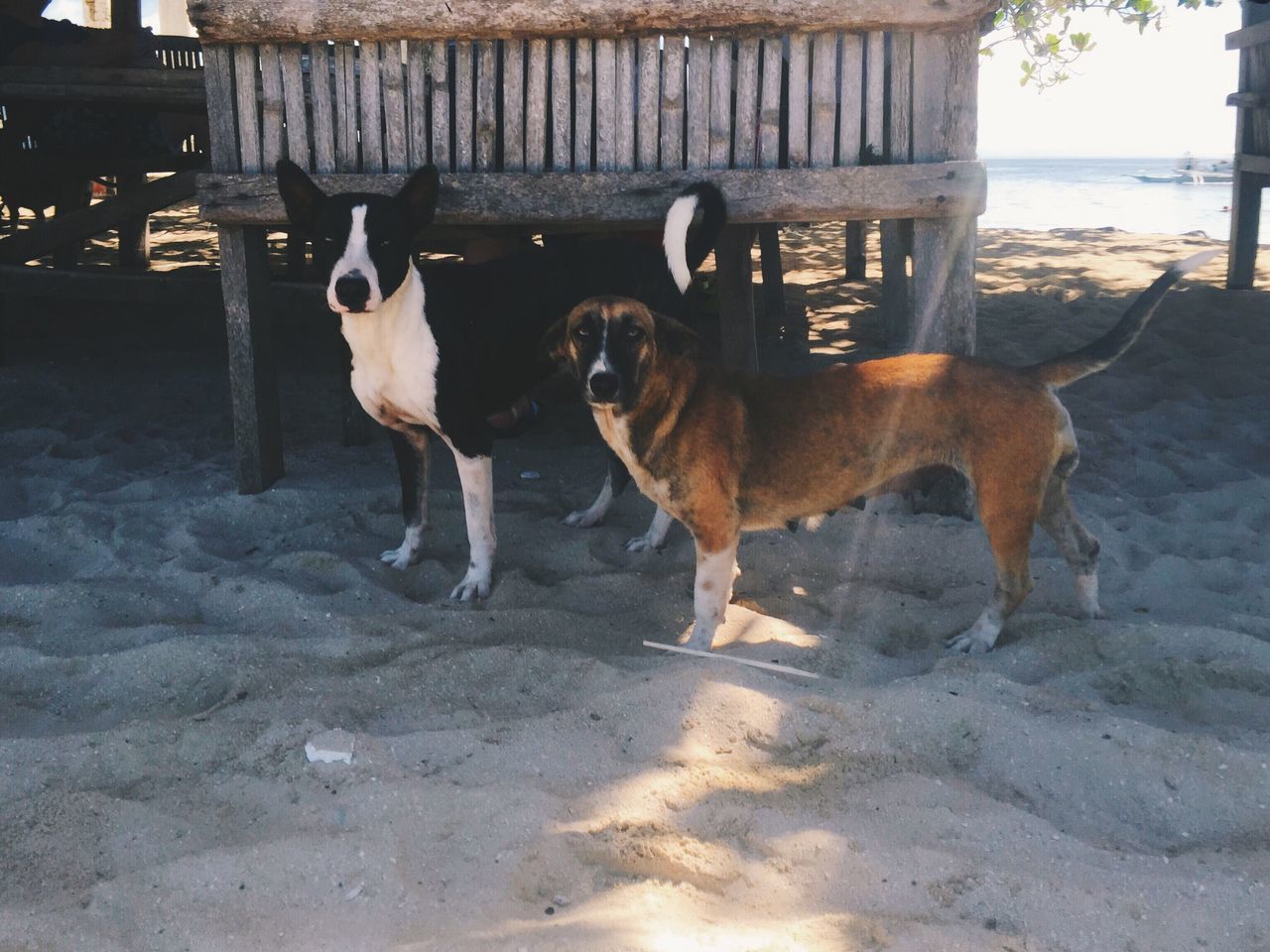 domestic animals, mammal, animal themes, pets, dog, one animal, water, beach, standing, two animals, pet collar, sea, outdoors, sunlight, full length, day, zoology, street, sand, side view